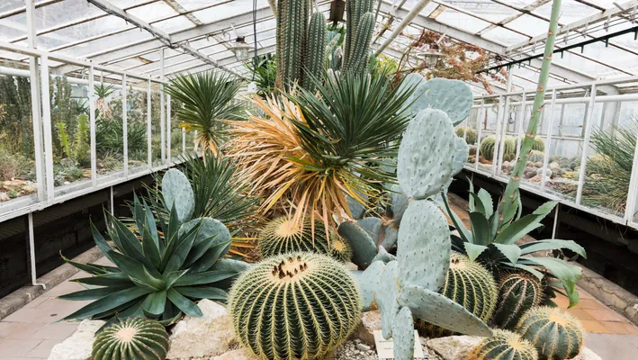Sukkulentensammlung mit Kakteen und Aloe