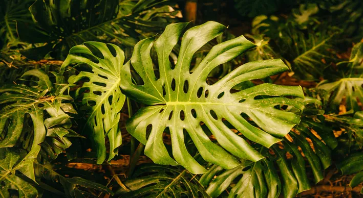 Urban Jungle Ausstellung mit Monstera und Strelitzien